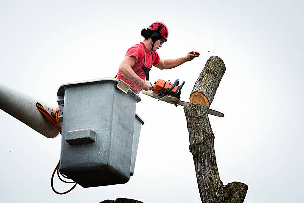 Best Tree Mulching  in Alamogordo, NM